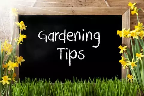 SIMPLE SUMMER GARDENING TIPS